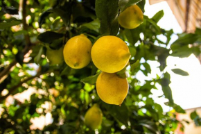 Fior di Limone